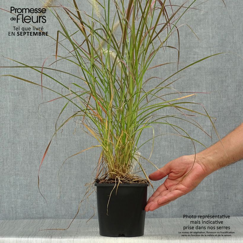 Exemplar von Federborstengras Firework - Pennisetum setaceum Topf mit 2L/3L wie im Herbst geliefert