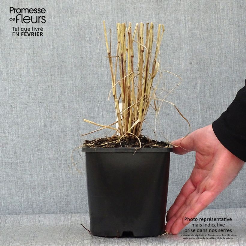 Exemplar von Federborstengras Firework - Pennisetum setaceum Topf mit 2L/3L wie im Winter geliefert