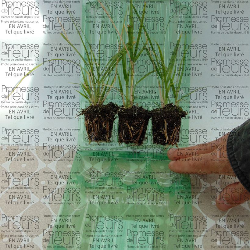 Beispiel eines Exemplars von Federborstengras - Pennisetum setaceum Mini-Plug Ø 3/4 cm wie geliefert
