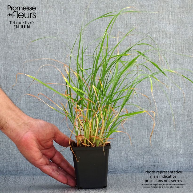 Exemplar von Federborstengras - Pennisetum villosum Kleine Töpfe von 8/9 cm wie im Sommer geliefert