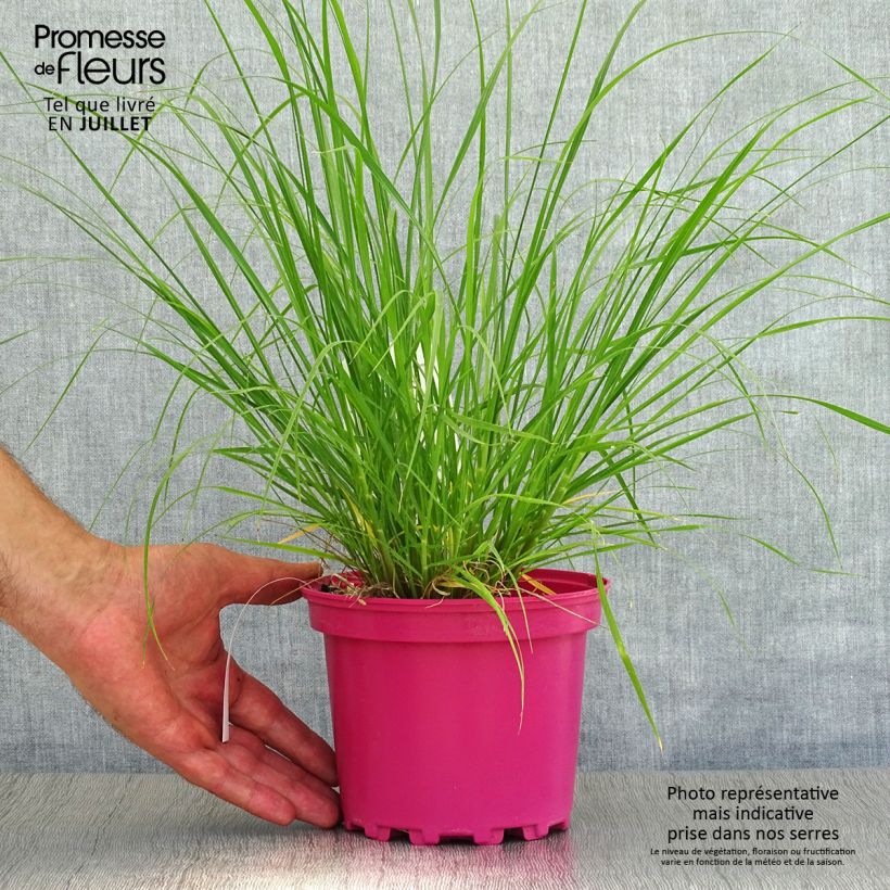 Exemplar von Federborstengras - Pennisetum villosum Topf mit 2L/3L wie im Sommer geliefert
