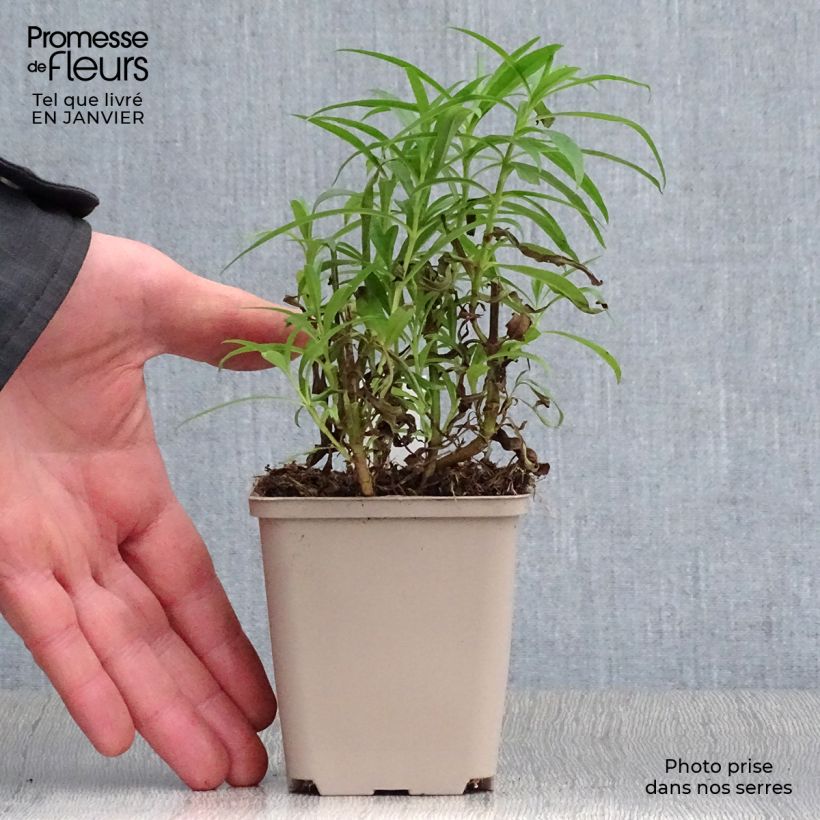 Exemplar von Penstemon Harlequin Red - Bartfaden Kleine Töpfe von 8/9 cm wie im Winter geliefert