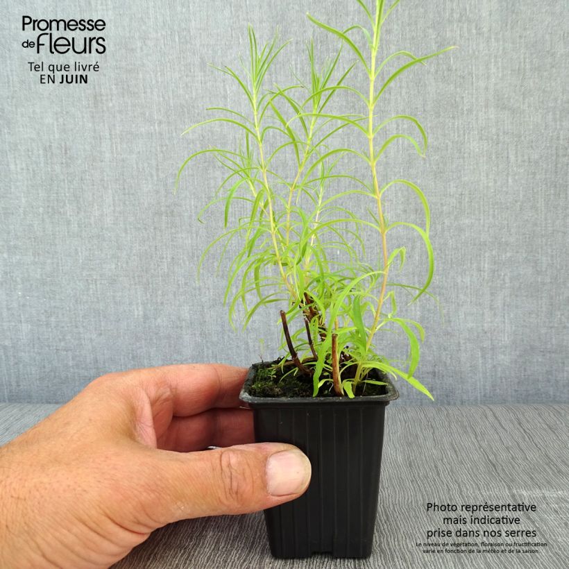 Exemplar von Penstemon Polaris Rose - Bartfaden Kleine Töpfe von 7/8 cm wie im Sommer geliefert