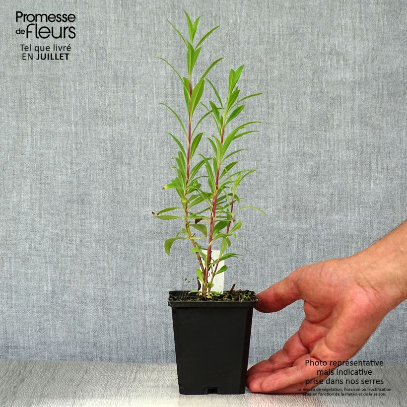 Exemplar von Penstemon Purple Passion - Bartfaden Kleine Töpfe von 8/9 cm wie im Sommer geliefert