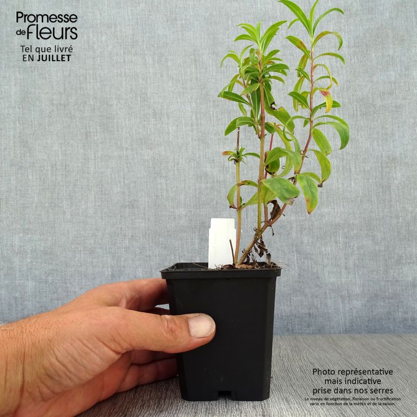 Exemplar von Penstemon Raven - Bartfaden Kleine Töpfe von 8/9 cm wie im Sommer geliefert