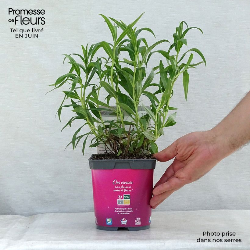 Exemplar von Penstemon Souvenir d'Adrien Régnier - Bartfaden Topf mit 2L/3L wie im Sommer geliefert