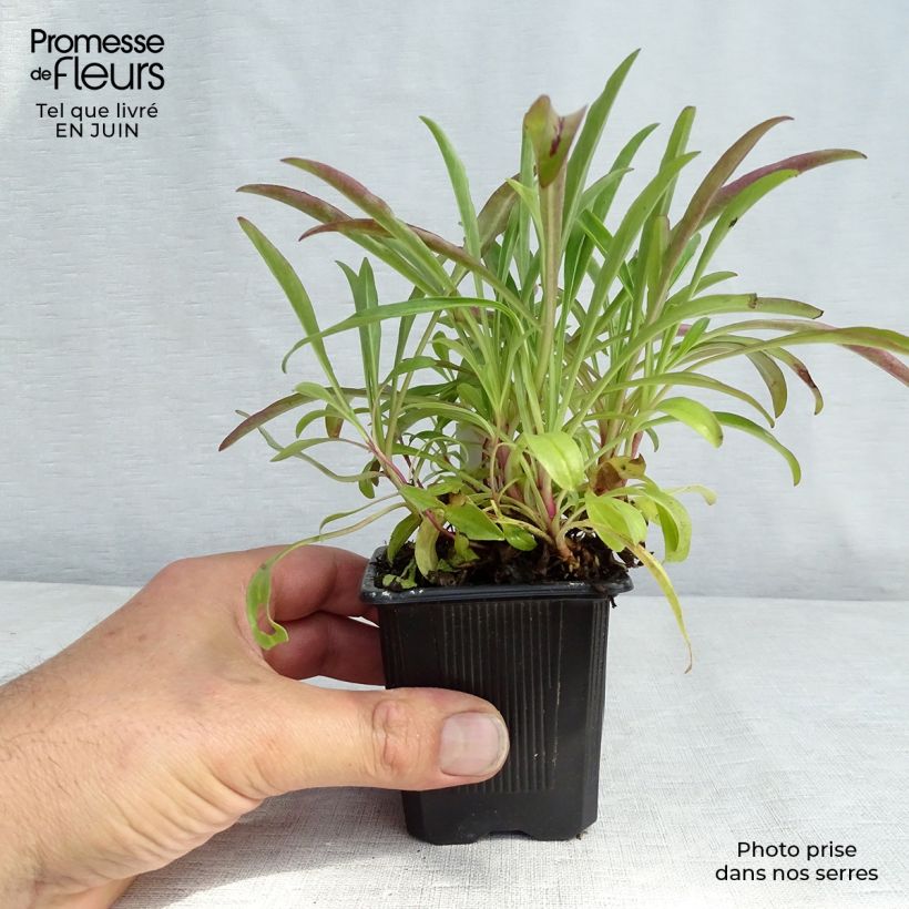 Exemplar von Penstemon barbatus Coccineus - Bartfaden Kleine Töpfe von 8/9 cm wie im Sommer geliefert