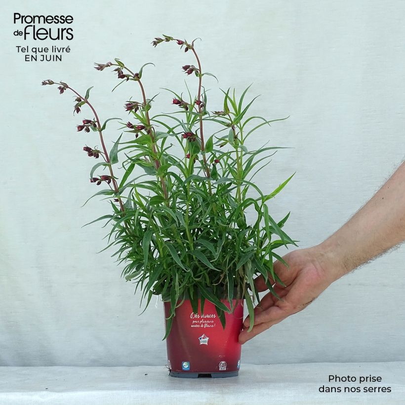 Exemplar von Penstemon barbatus Coccineus - Bartfaden Topf mit 2L/3L wie im Sommer geliefert