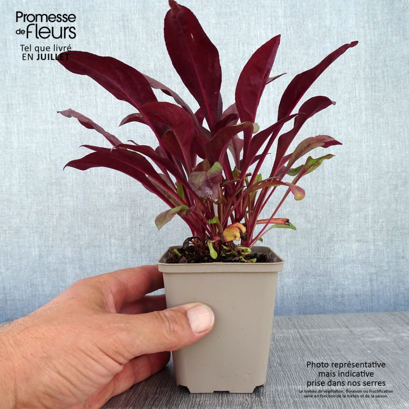 Exemplar von Penstemon digitalis Dakota Burgundy - Fingerhutförmiger Bartfaden Kleine Töpfe von 8/9 cm wie im Sommer geliefert