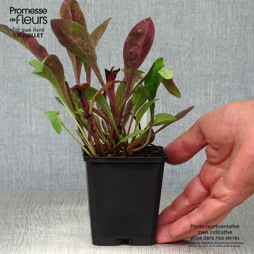 Exemplar von Penstemon digitalis Dark Towers - Fingerhutförmiger Bartfaden Kleine Töpfe von 8/9 cm wie im Sommer geliefert