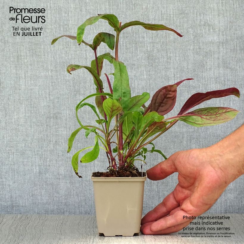 Exemplar von Penstemon digitalis Pocahontas - Fingerhutförmiger Bartfaden Kleine Töpfe von 8/9 cm wie im Sommer geliefert