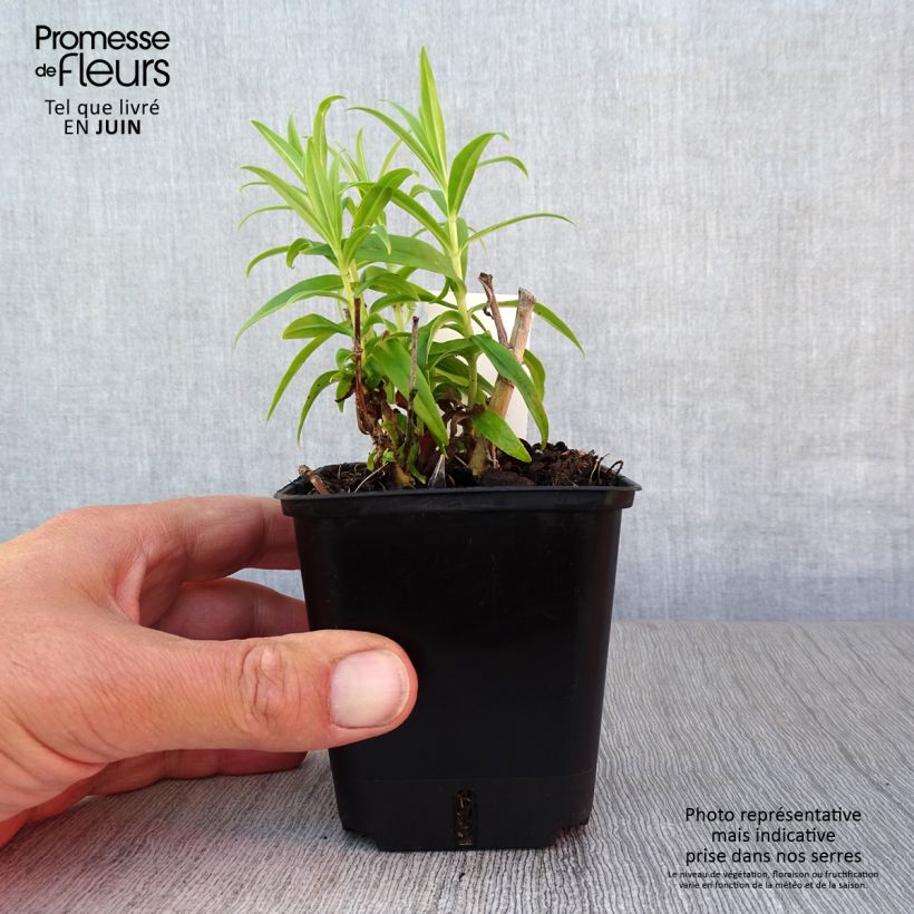 Exemplar von Penstemon Alice Hindley - Bartfaden Kleine Töpfe von 8/9 cm wie im Sommer geliefert