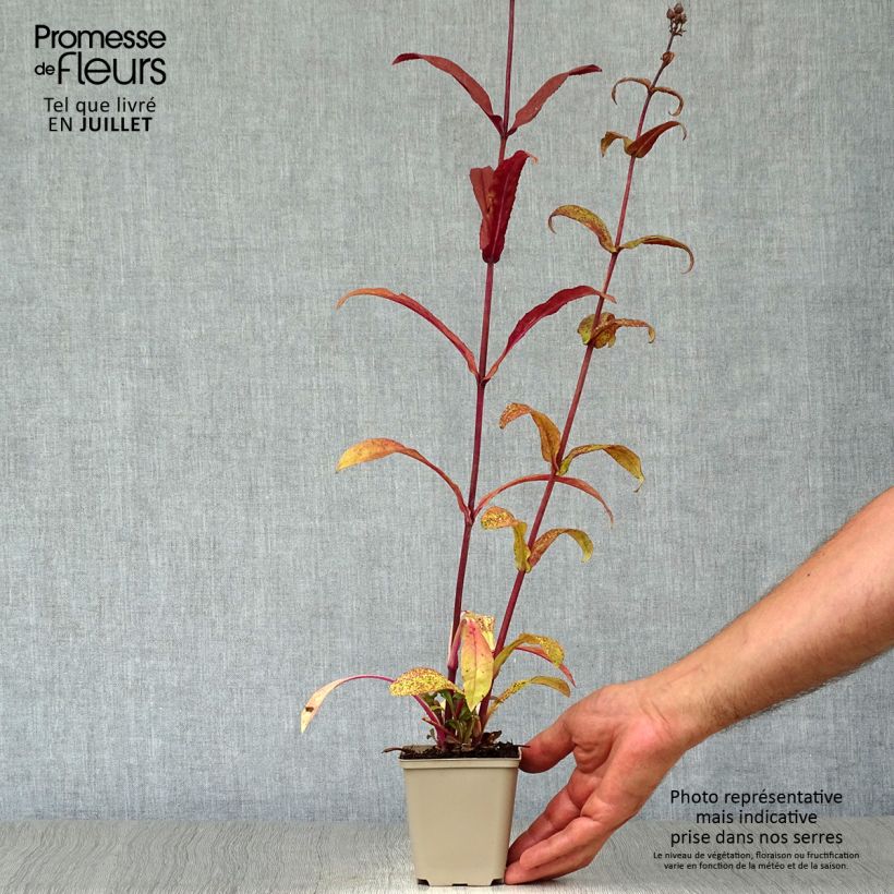 Exemplar von Penstemon digitalis Husker Red - Fingerhutförmiger Bartfaden Kleine Töpfe von 8/9 cm wie im Sommer geliefert