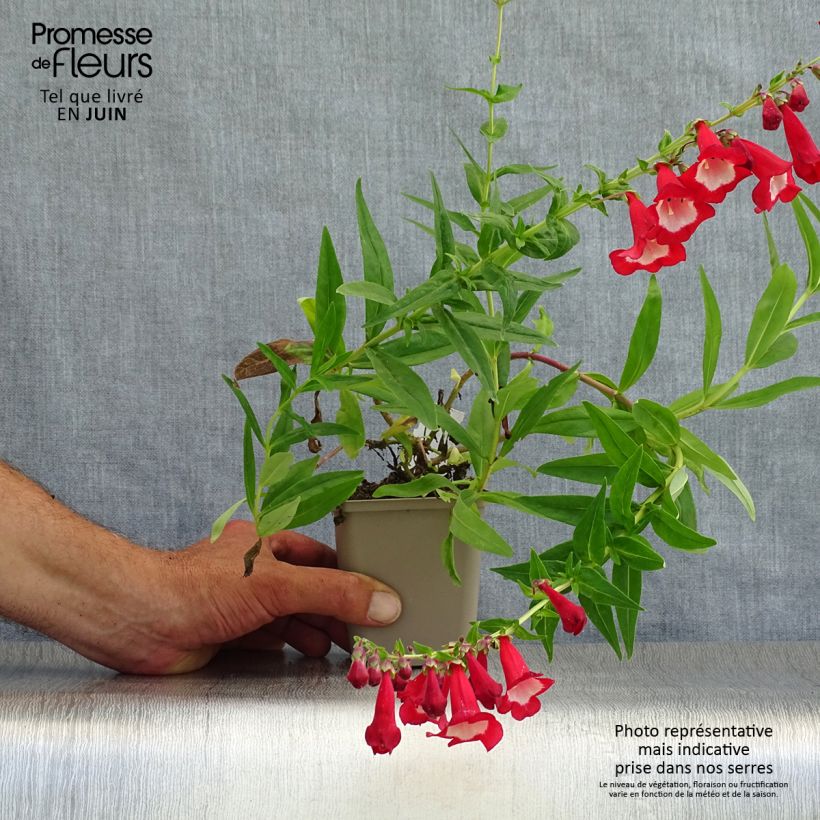 Exemplar von Penstemon Rubicundus - Bartfaden Kleine Töpfe von 8/9 cm wie im Sommer geliefert