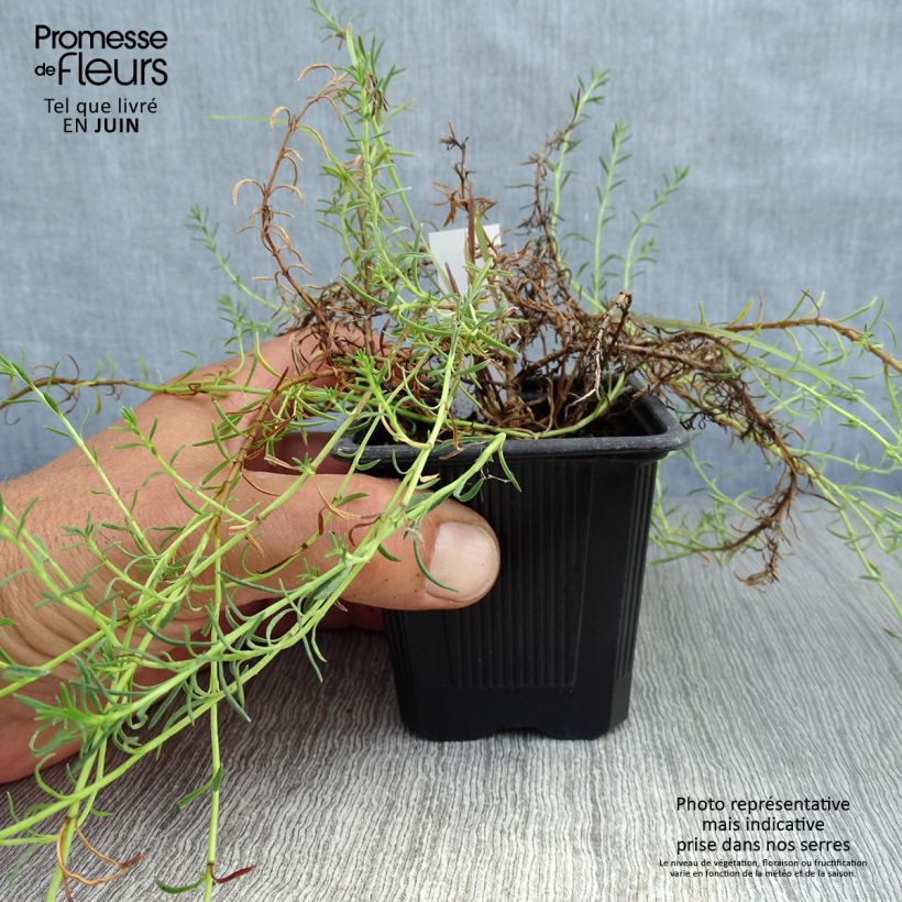 Exemplar von Penstemon pinifolius Mersea Yellow - Bartfaden Kleine Töpfe von 8/9 cm wie im Sommer geliefert