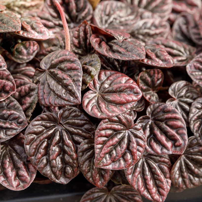 Peperomia caperata Luna - Zwergpfeffer (Laub)