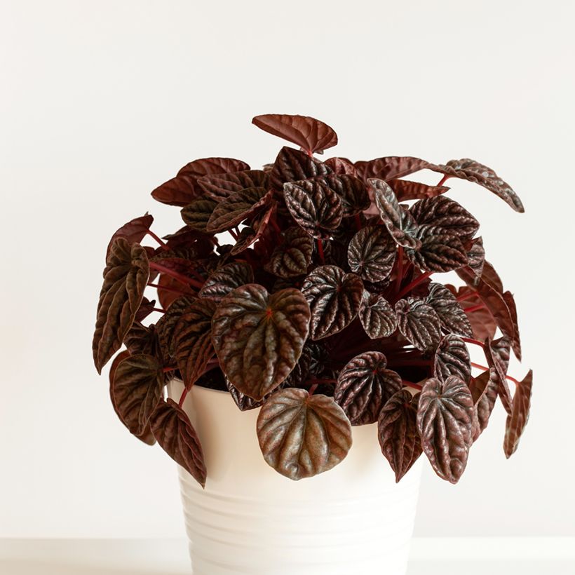 Peperomia caperata Luna - Zwergpfeffer (Hafen)