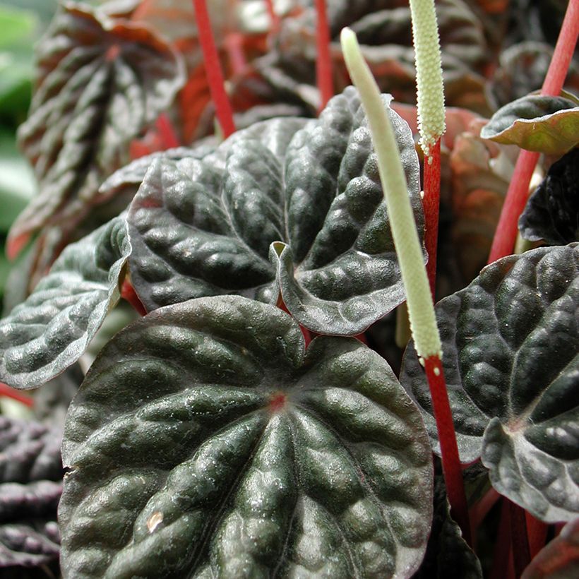 Peperomia caperata Montevideo - Zwergpfeffer (Blüte)