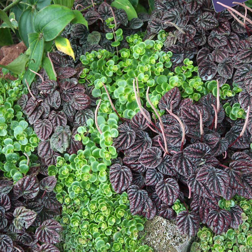 Peperomia caperata Montevideo - Zwergpfeffer (Hafen)
