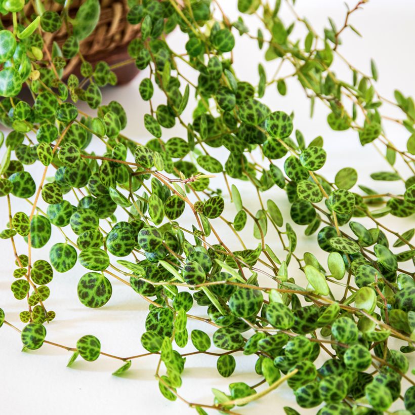 Peperomia prostrata - Zwergpfeffer (Laub)