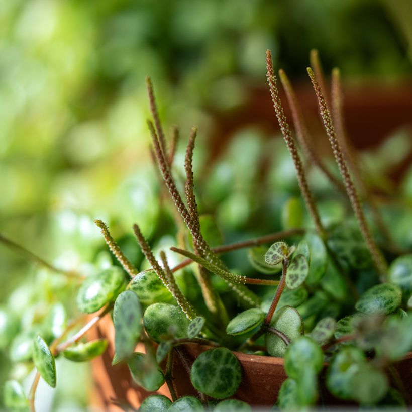 Peperomia prostrata - Zwergpfeffer (Blüte)