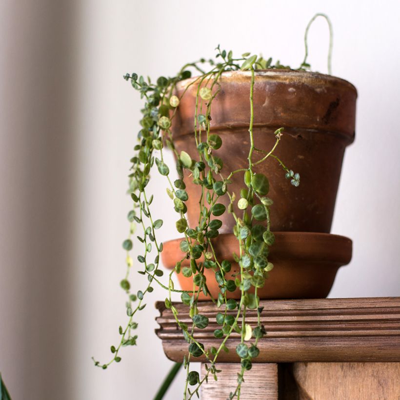 Peperomia prostrata - Zwergpfeffer (Hafen)