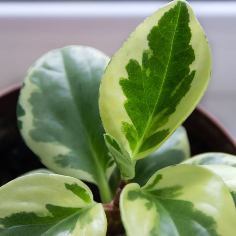 Peperomia obtusifolia USA - Zwergpfeffer (Laub)