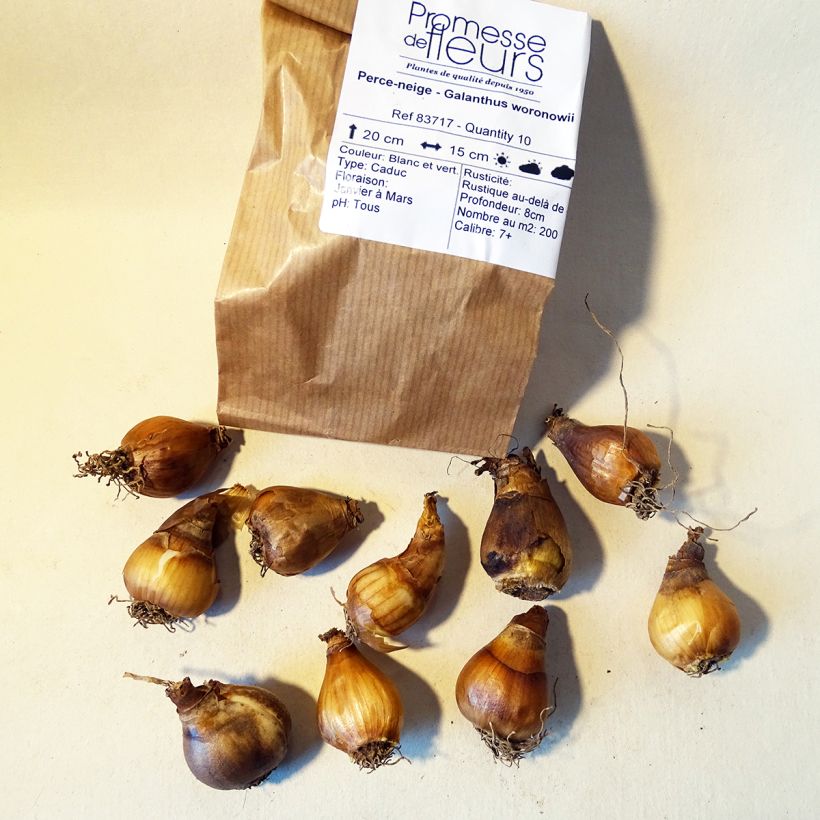 Beispiel eines Exemplars von Galanthus woronowii - Woronow-Schneeglöckchen Zwiebel Kaliber/Größe 7+ wie geliefert