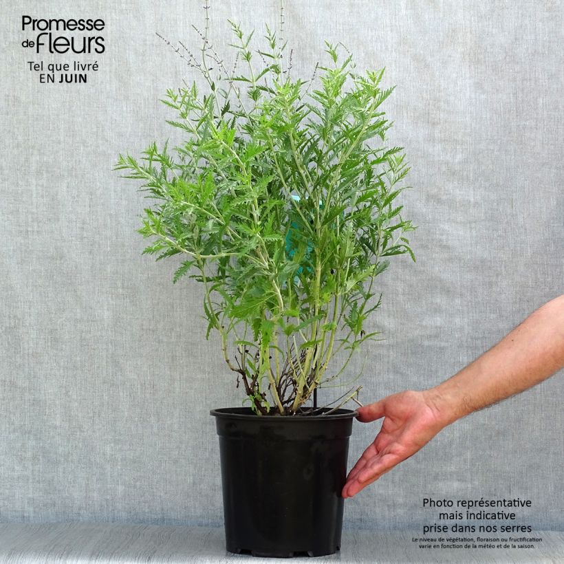 Exemplar von Blauraute Blue Spire - Perovskia atriplicifolia Topf mit 4L/5L wie im Sommer geliefert