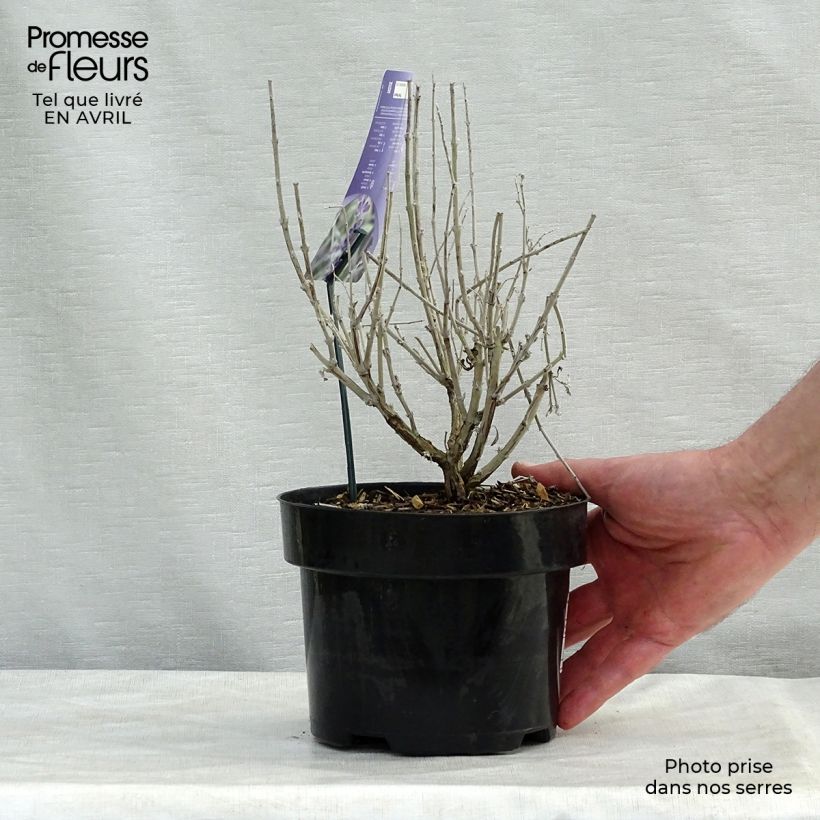 Exemplar von Blauraute Silvery Blue - Perovskia atriplicifolia Topf mit 4L/5LGelieferte Höhe ca. 20/+cm wie im Frühjahr geliefert