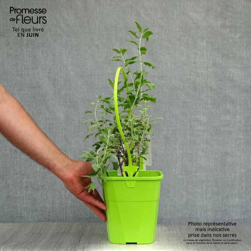 Exemplar von Blauraute Silvery Blue - Perovskia atriplicifolia Topf mit 4L/5L wie im Sommer geliefert