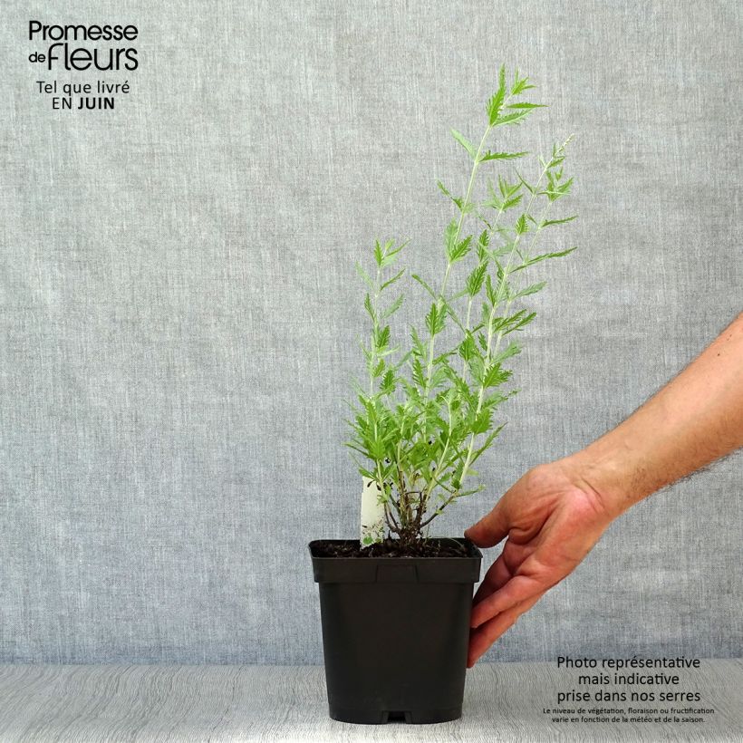 Exemplar von Blauraute Blue Spire - Perovskia atriplicifolia Topf mit 2L/3L wie im Sommer geliefert