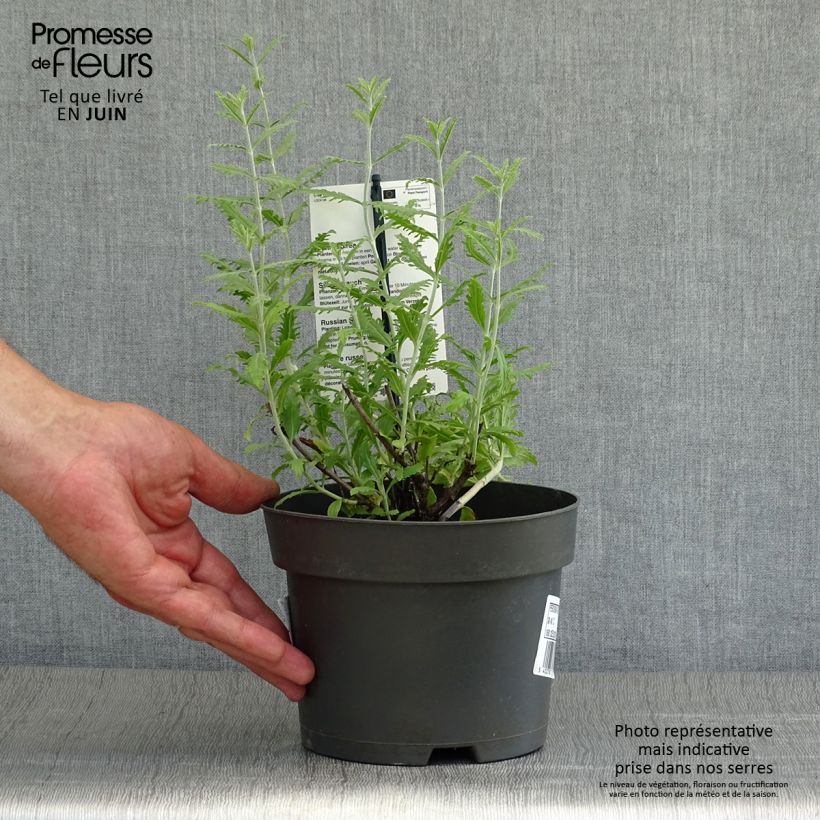 Exemplar von Blauraute Lacey Blue - Perovskia atriplicifolia Topf mit 2L/3L wie im Sommer geliefert