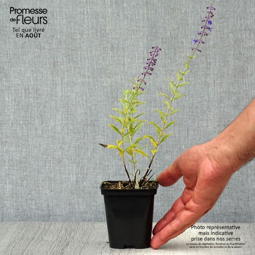 Exemplar von Blauraute Little Spire - Perovskia atriplicifolia Kleine Töpfe von 8/9 cm wie im Sommer geliefert