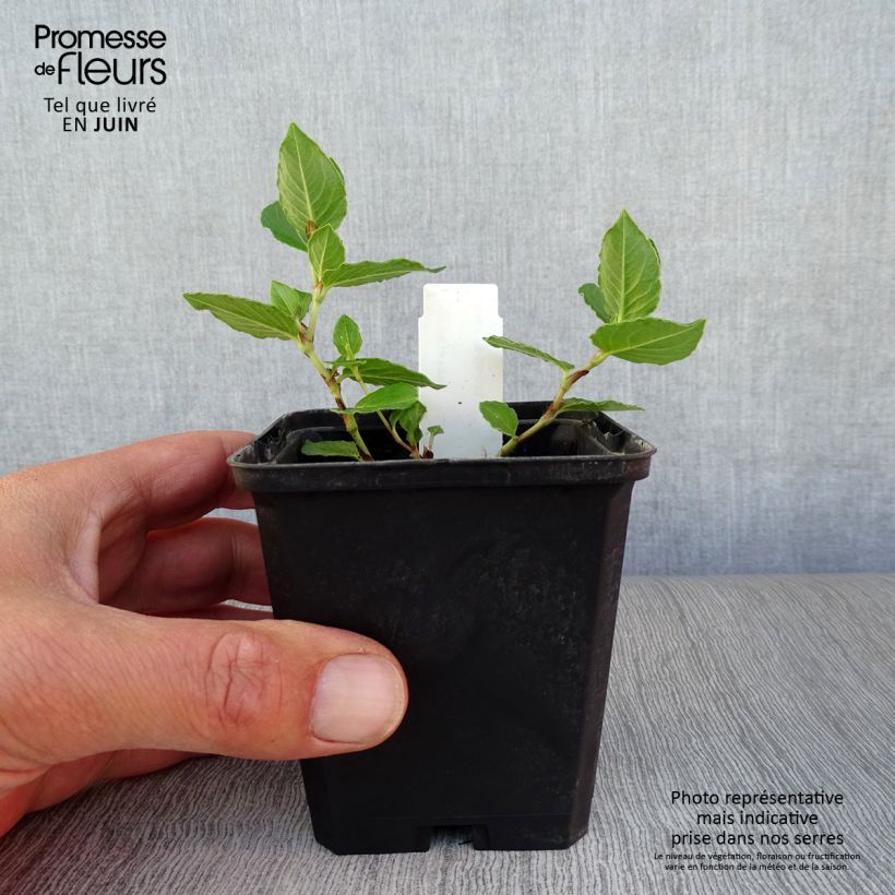Exemplar von Aconogonon tortuosum var. glabrifolium - Weißer Kissenknöterich Kleine Töpfe von 8/9 cm wie im Sommer geliefert