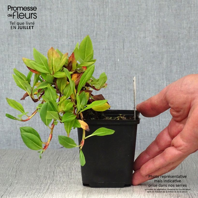Exemplar von Schneckenknöterich Superba - Persicaria affinis Kleine Töpfe von 8/9 cm wie im Sommer geliefert