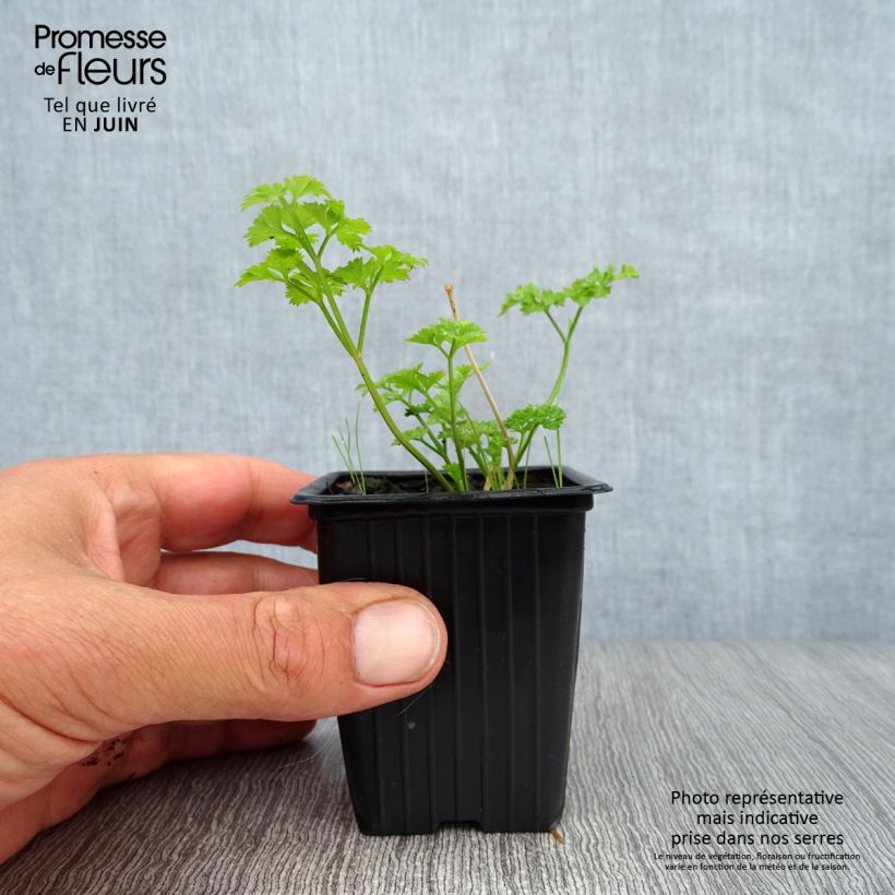 Exemplar von Garten-Petersilie Frisé vert foncé Kleine Töpfe von 8/9 cm wie im Sommer geliefert