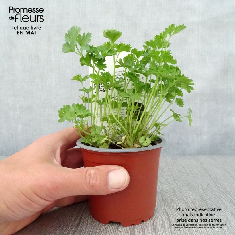 Exemplar von Garten-Petersilie Frisé vert foncé Bio Topf 10 cm/11cm wie im Frühjahr geliefert