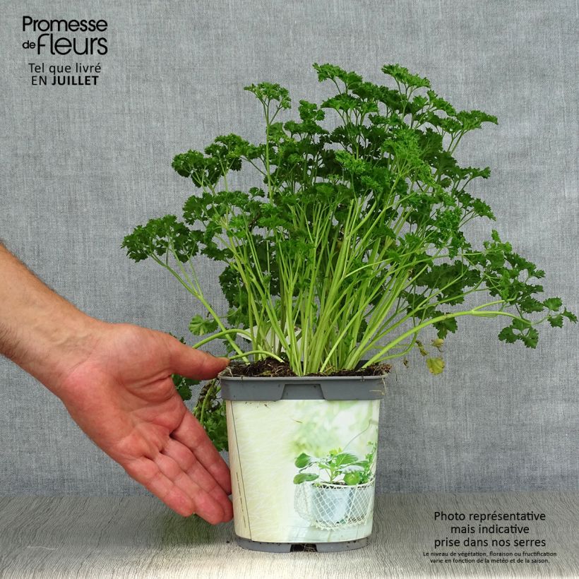 Exemplar von Garten-Petersilie Frisé vert foncé Bio Topf mit 2L/3L wie im Sommer geliefert