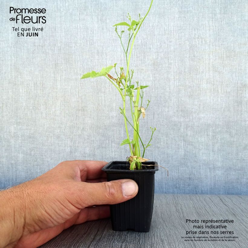 Exemplar von Mitsuba Mitsuba Bio - Cryptotaenia japonica Kleine Töpfe von 7/8 cm wie im Sommer geliefert