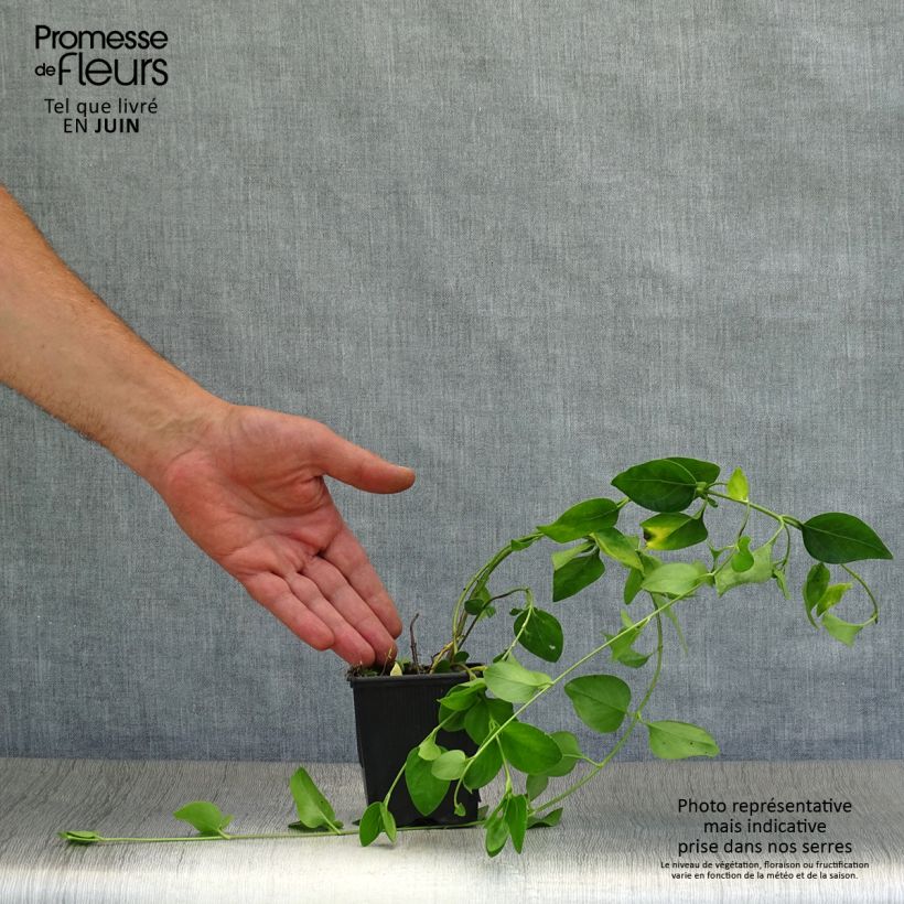 Exemplar von Mittleres Immergrün - Vinca difformis Kleine Töpfe von 8/9 cm wie im Sommer geliefert