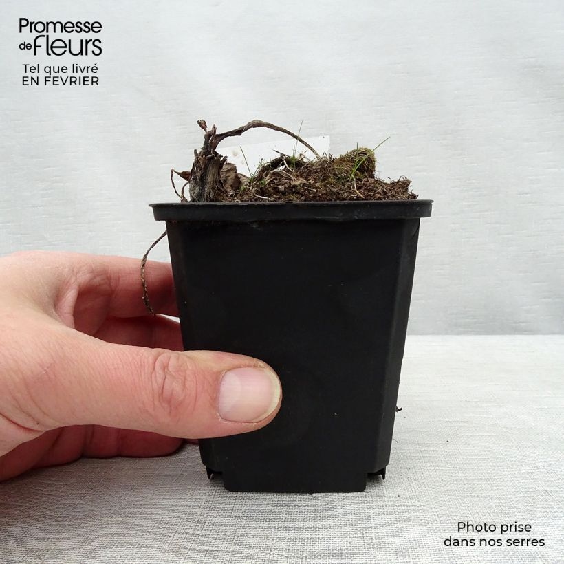 Exemplar von Weiße Pestwurz - Petasites albus Kleine Töpfe von 8/9 cm wie im Winter geliefert