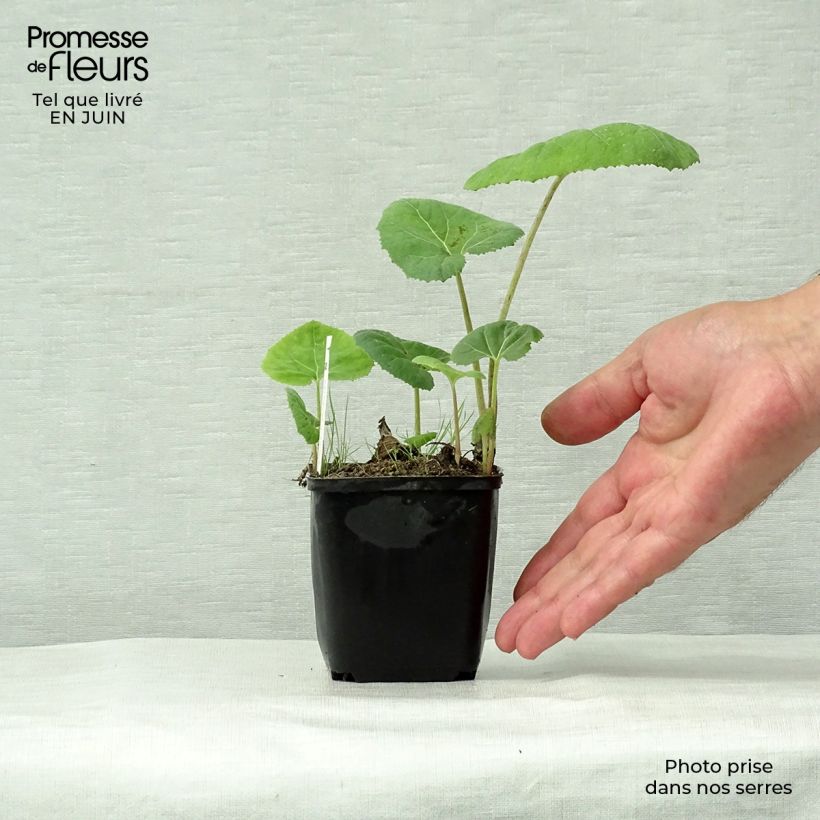 Exemplar von Gewöhnliche Pestwurz - Petasites hybridus Kleine Töpfe von 8/9 cm wie im Sommer geliefert
