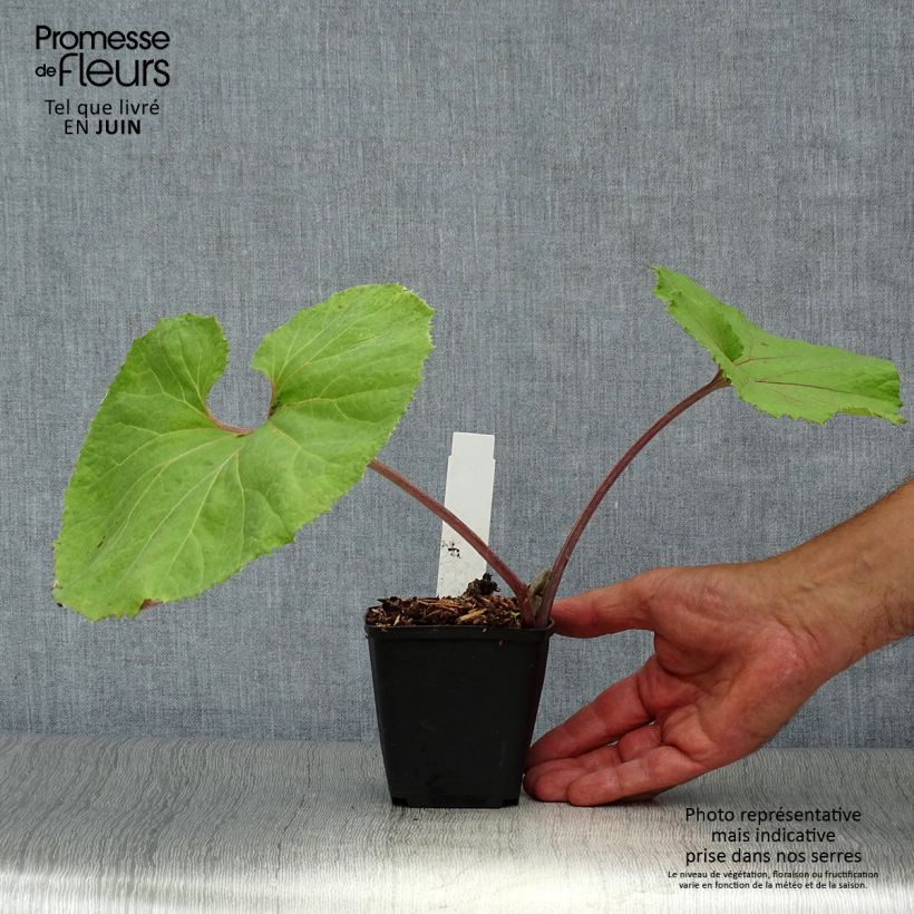 Exemplar von Japanische Pestwurz Giganteus - Petasites japonicus Kleine Töpfe von 8/9 cm wie im Sommer geliefert