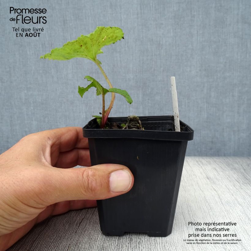 Exemplar von Japanische Pestwurz variegatus - Petasites japonicus Kleine Töpfe von 8/9 cm wie im Sommer geliefert