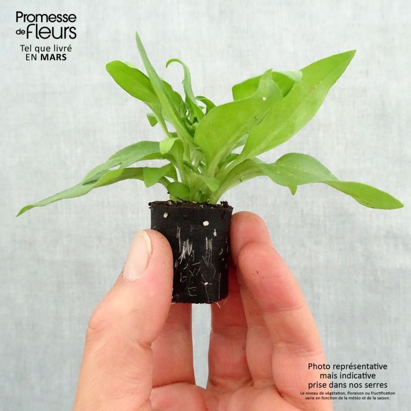 Exemplar von Petunia Black Ray Mini-Plug Ø 3/4 cm wie im Frühjahr geliefert