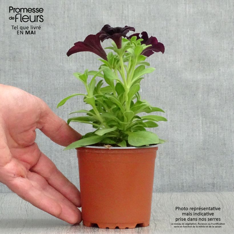 Exemplar von Petunia Black Ray Kleine Töpfe von 8/9 cm wie im Frühjahr geliefert