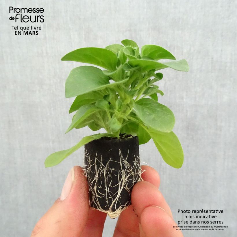 Exemplar von Petunia Bicolor Cabernet Mini-Plug Ø 3/4 cm wie im Frühjahr geliefert