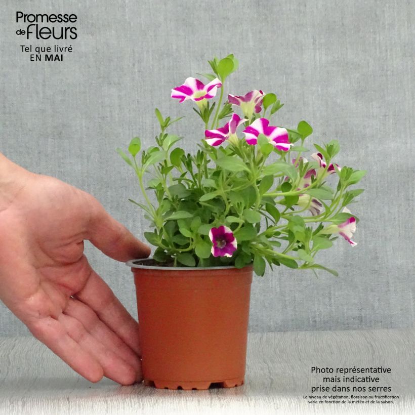 Exemplar von Petunia Bicolor Cabernet Kleine Töpfe von 8/9 cm wie im Frühjahr geliefert
