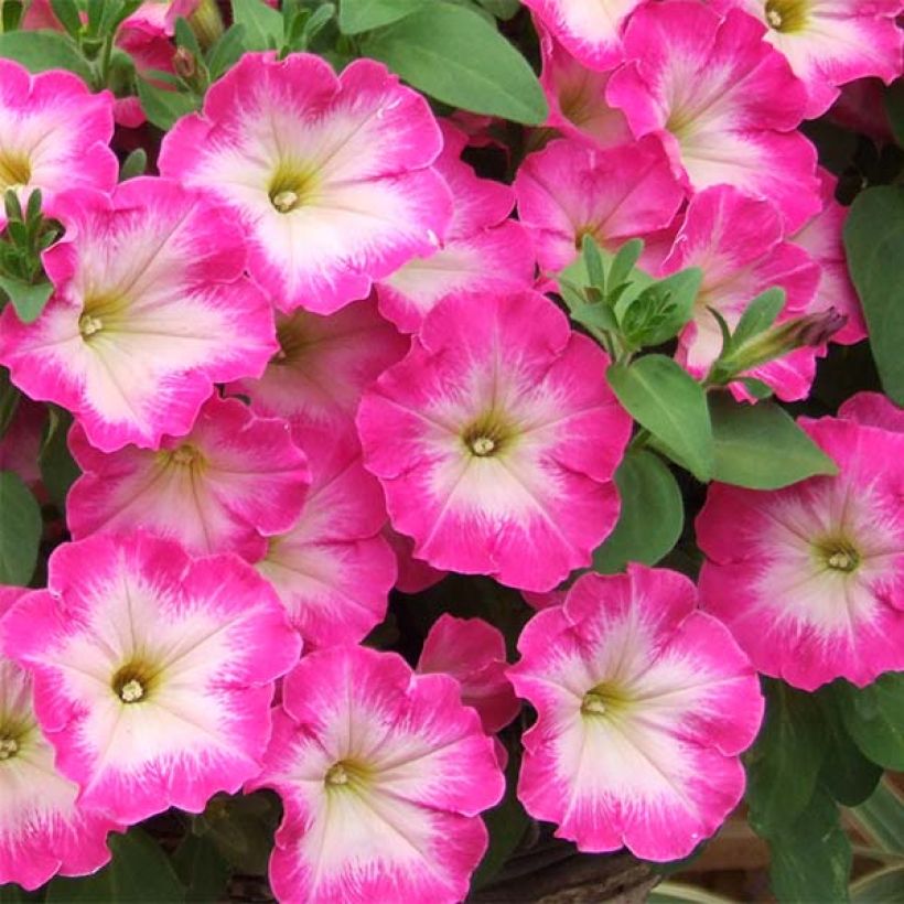 Petunia Corona Rose Rim (Blüte)